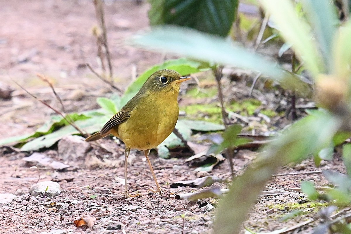 Golden Bush-Robin - ML625428559