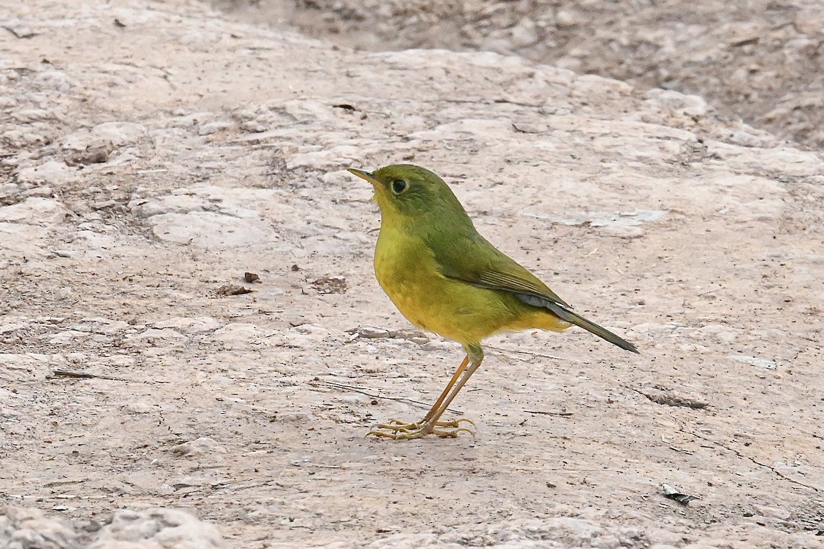 Golden Bush-Robin - ML625428561