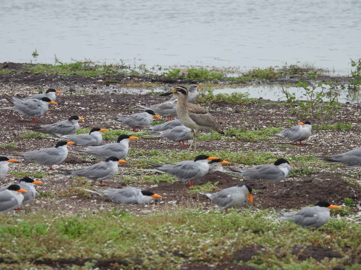 Great Thick-knee - Chandrika Khirani