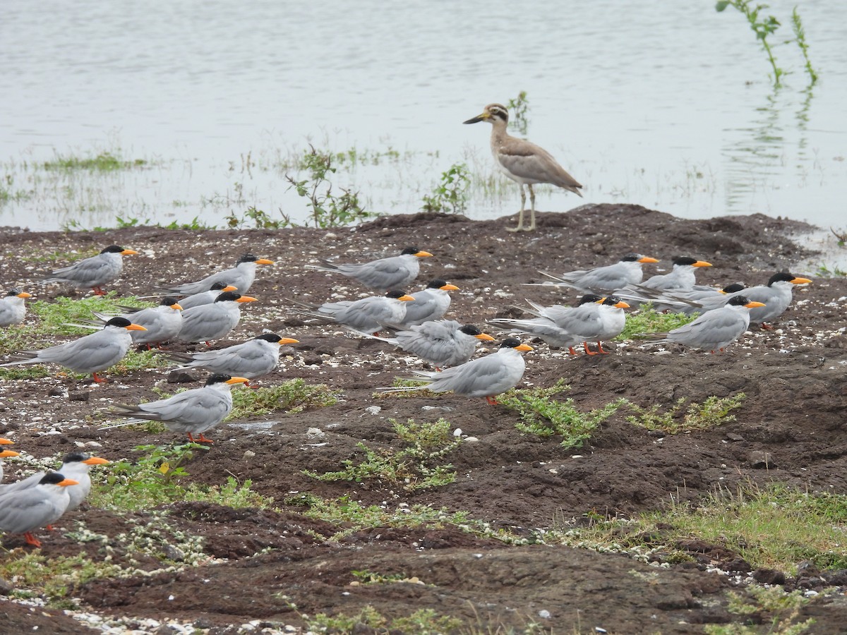 Great Thick-knee - Chandrika Khirani