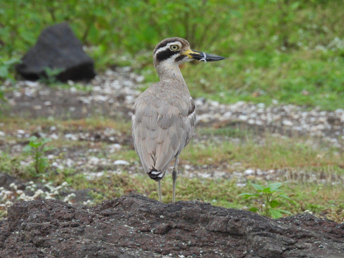 Great Thick-knee - Chandrika Khirani