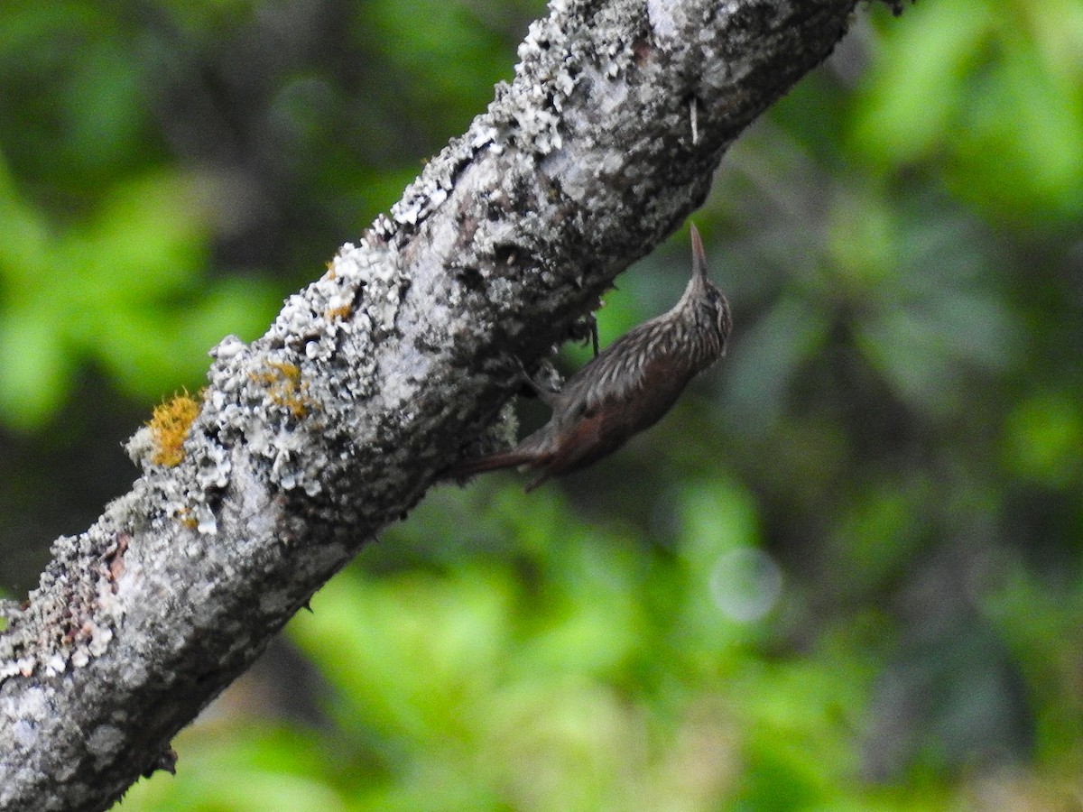 Streak-headed Woodcreeper - ML625428660