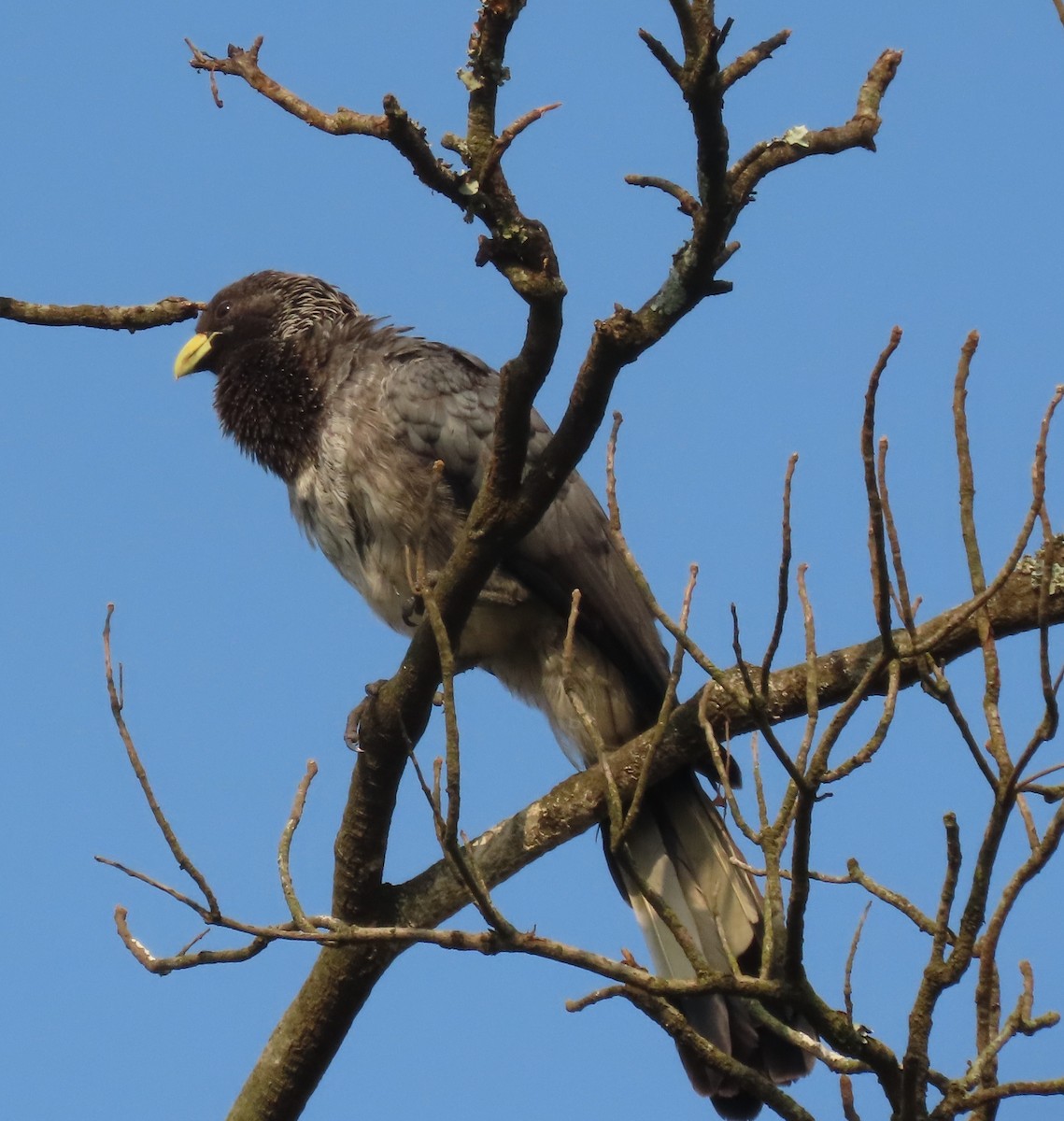 Eastern Plantain-eater - Richard Davis