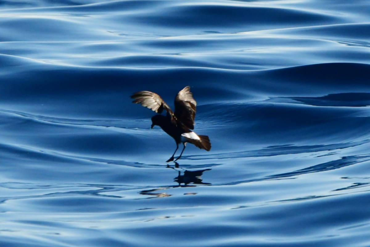 Wilson's Storm-Petrel - ML625428717