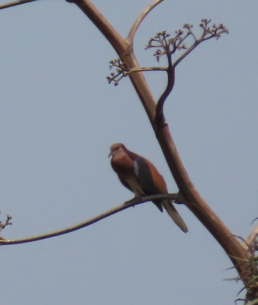 Western Bronze-naped Pigeon - ML625428769