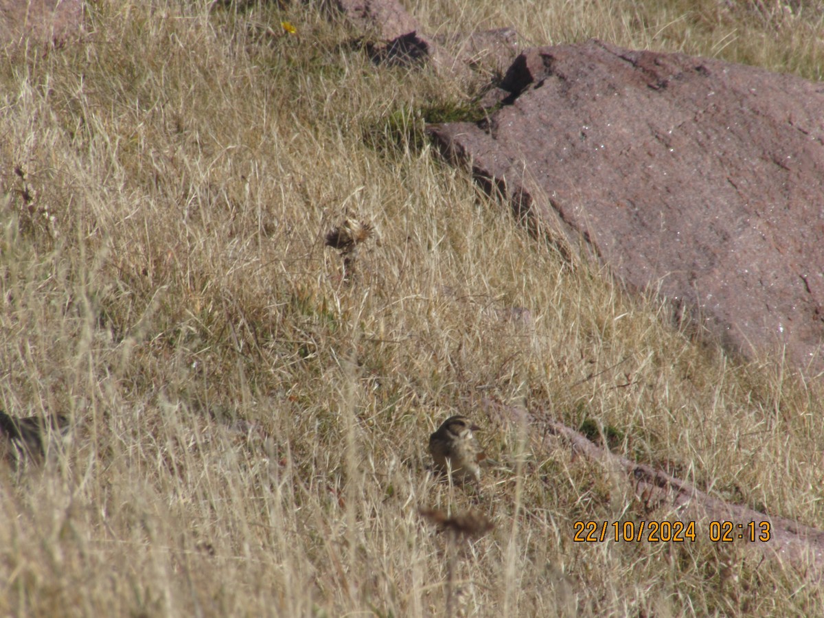 Lapland Longspur - ML625428774