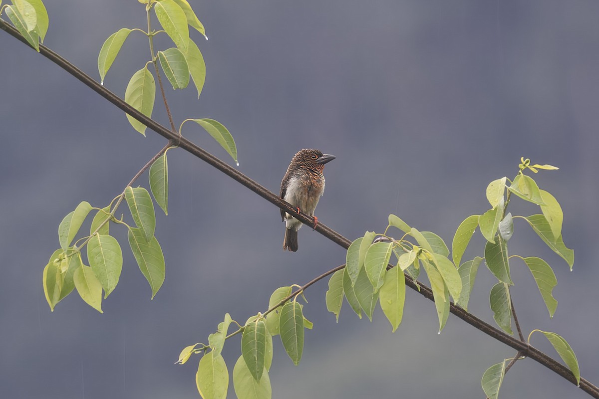 Brown Barbet - ML625428788
