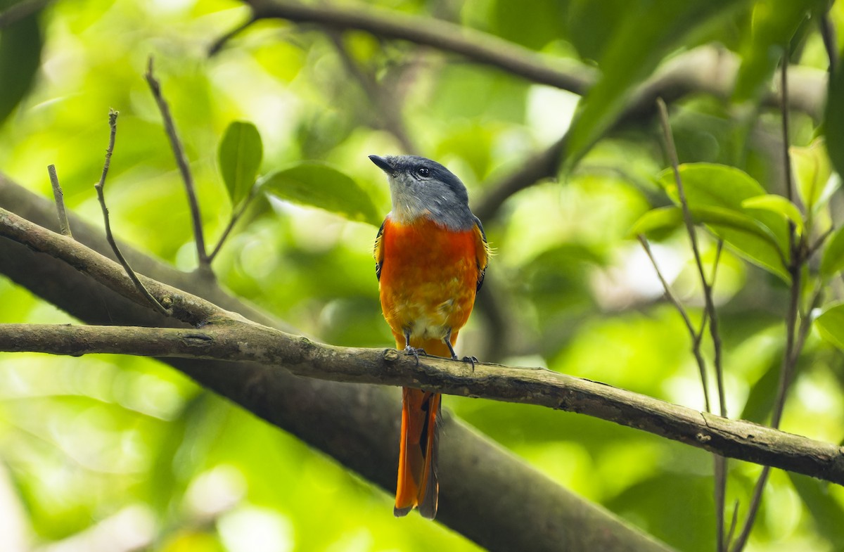 Gray-chinned Minivet - ML625428839