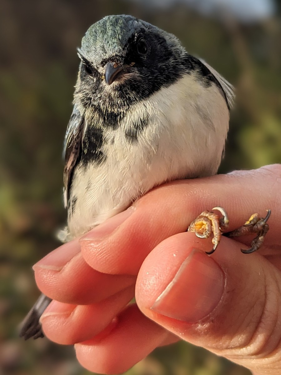 Black-throated Blue Warbler - ML625428866