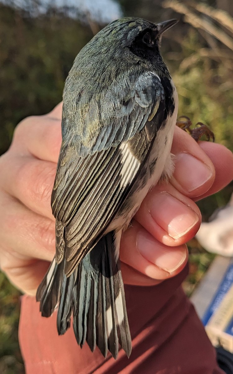 Black-throated Blue Warbler - ML625428867