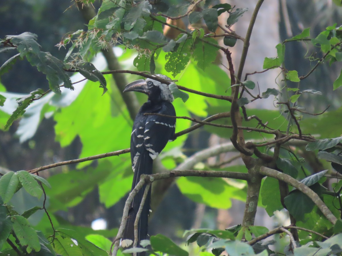 Eastern Long-tailed Hornbill - ML625428967