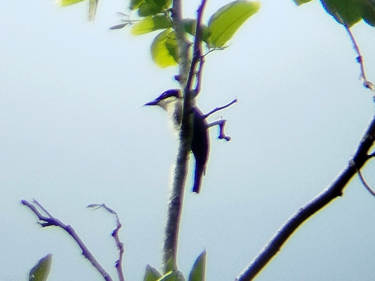 Large Woodshrike - ML625429018