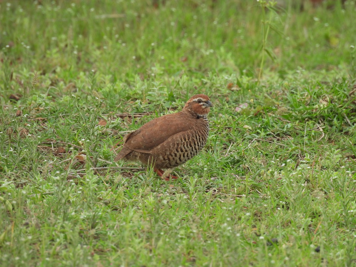 Rock Bush-Quail - ML625429195