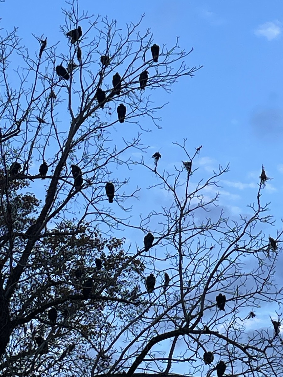 Black Vulture - ML625429322