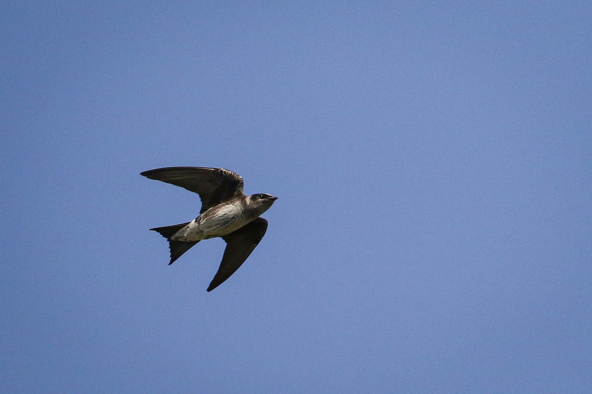 Purple Martin - ML625429486