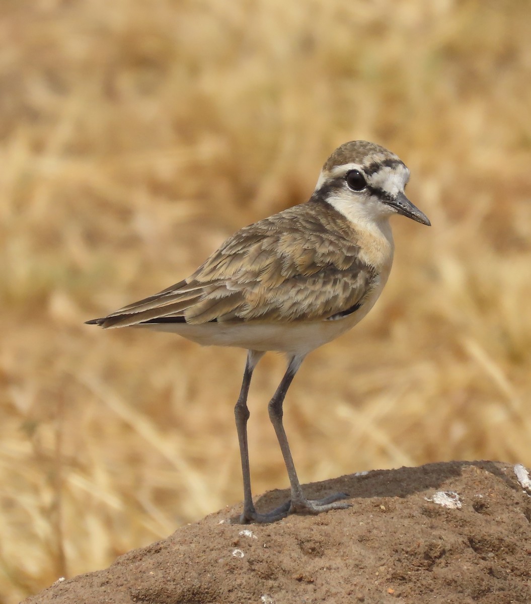 Kittlitz's Plover - ML625429622