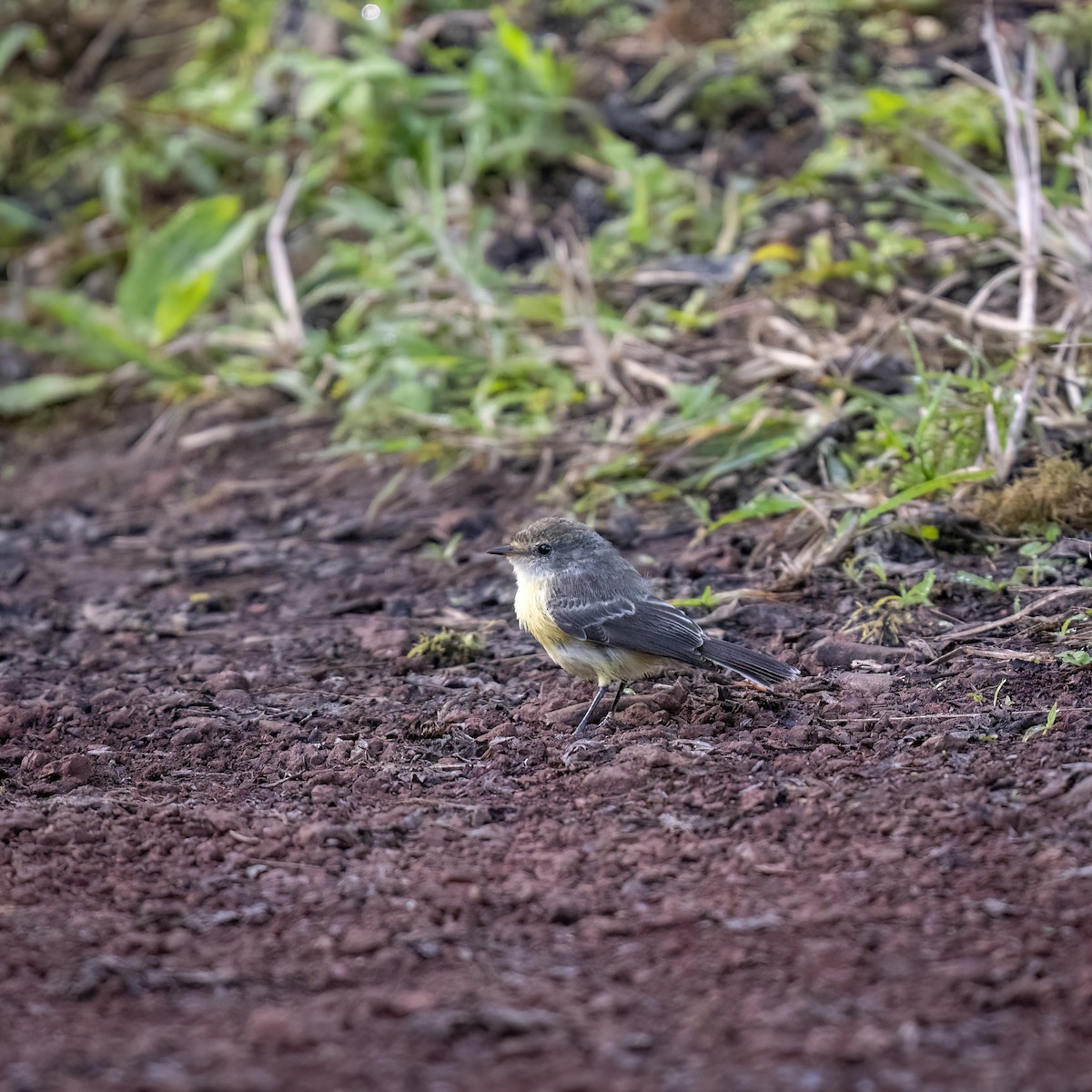 Brujo Flycatcher (Galapagos) - ML625429651