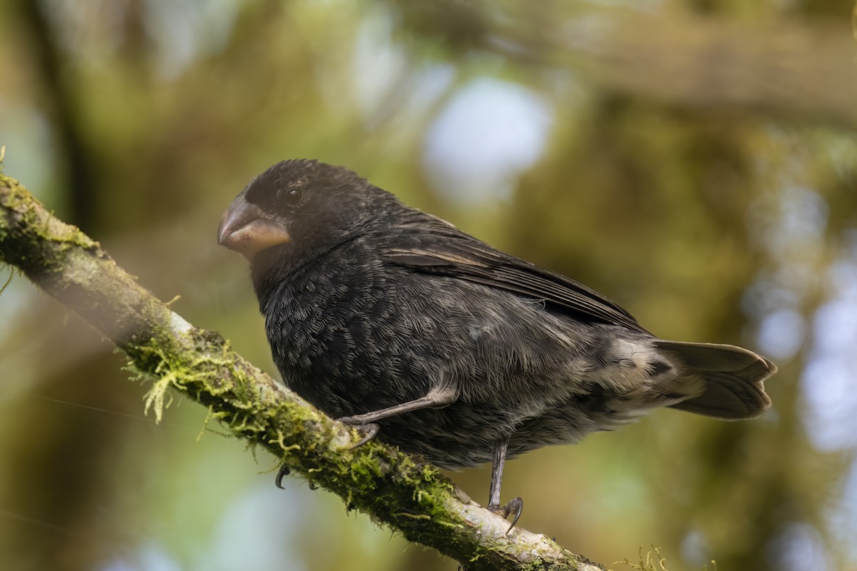 Medium Ground-Finch - ML625429658