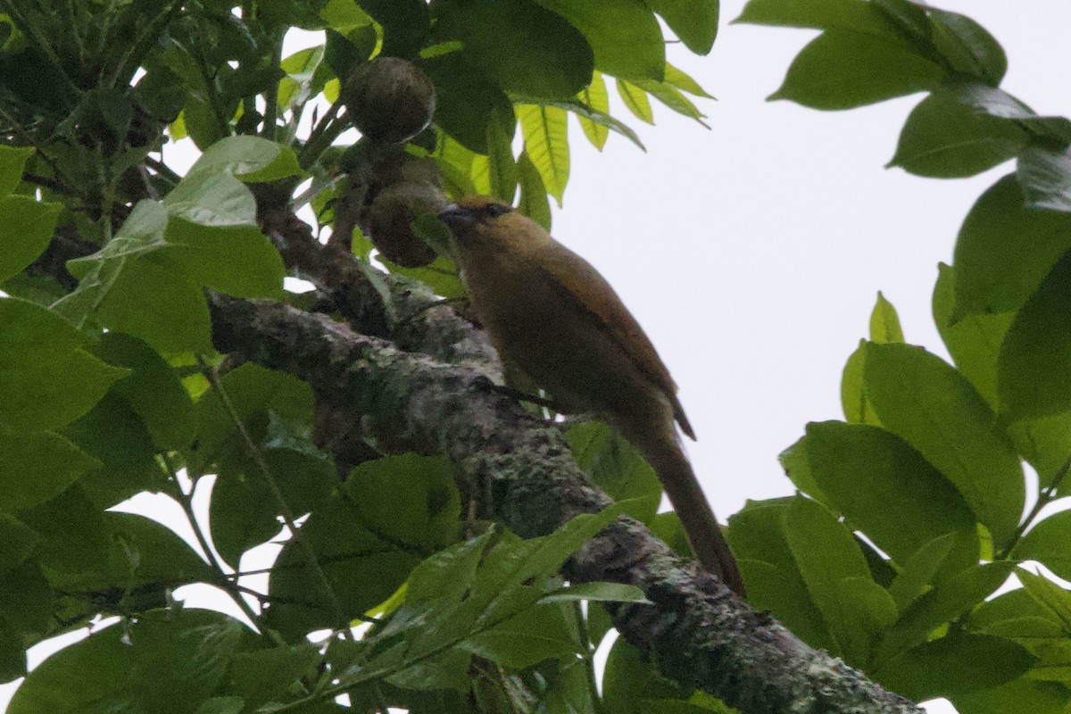 Brown Tanager - John Bruin