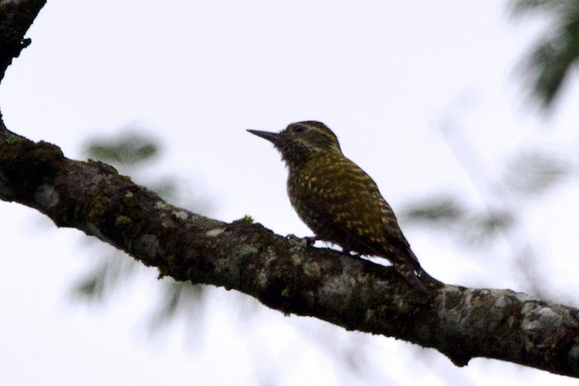 White-spotted Woodpecker - ML625429949