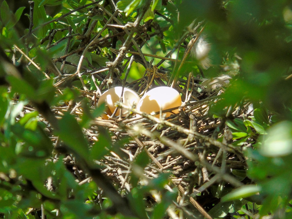 Eared Dove - ML625430078