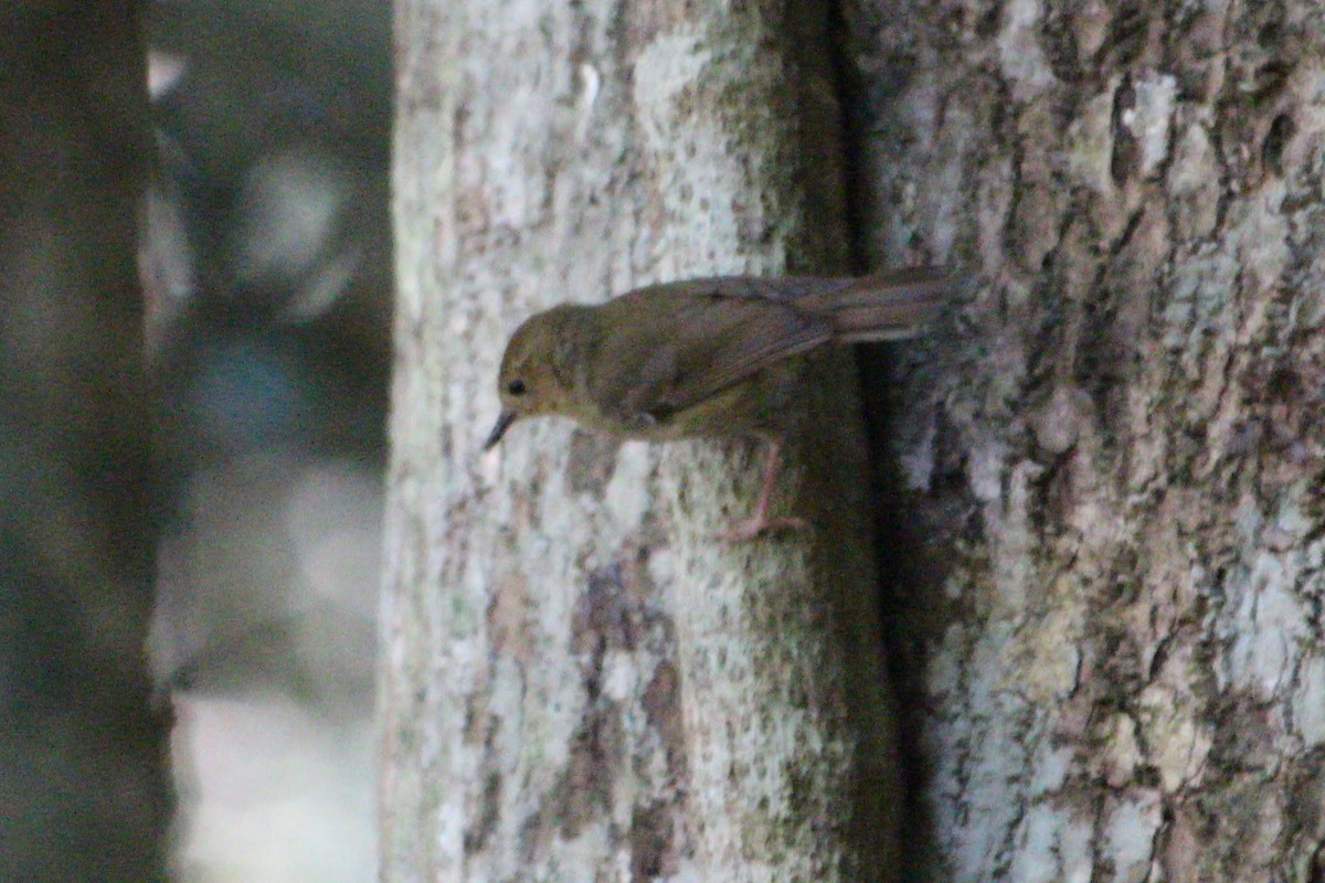 Large-billed Scrubwren - ML625430094