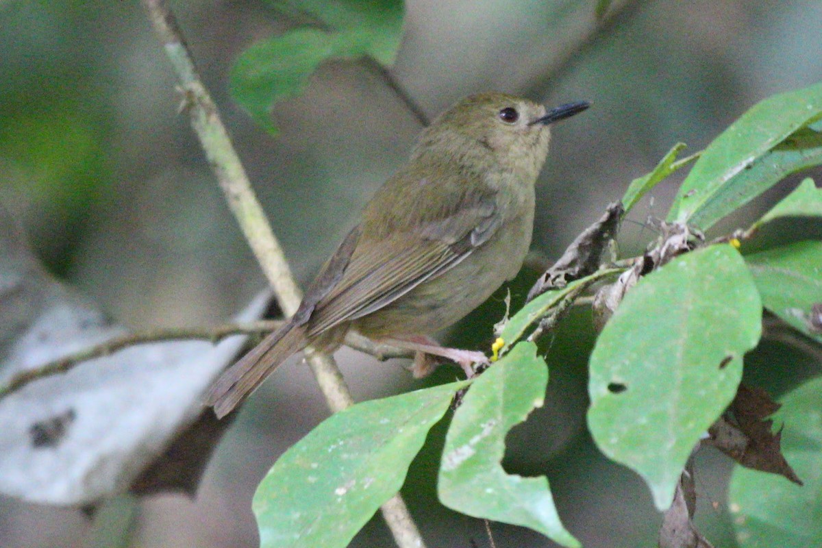 Large-billed Scrubwren - ML625430095