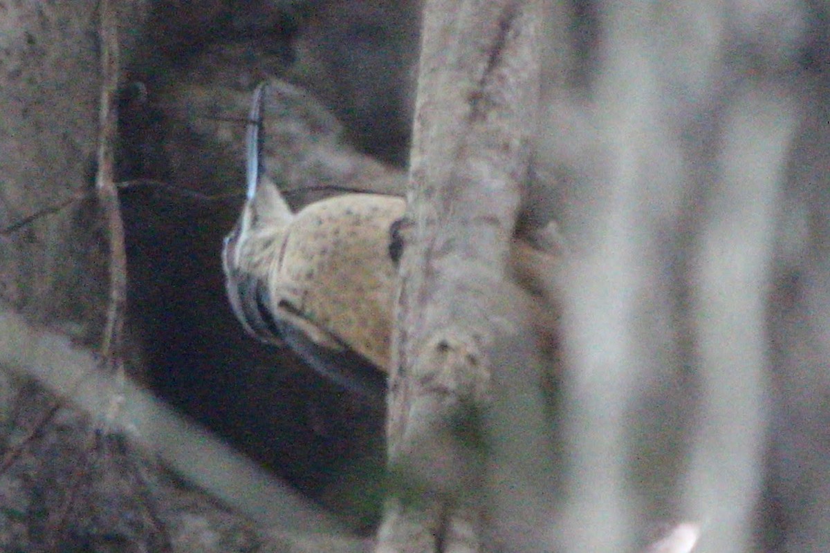 Victoria's Riflebird - ML625430195