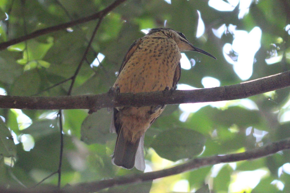 Victoria's Riflebird - ML625430196