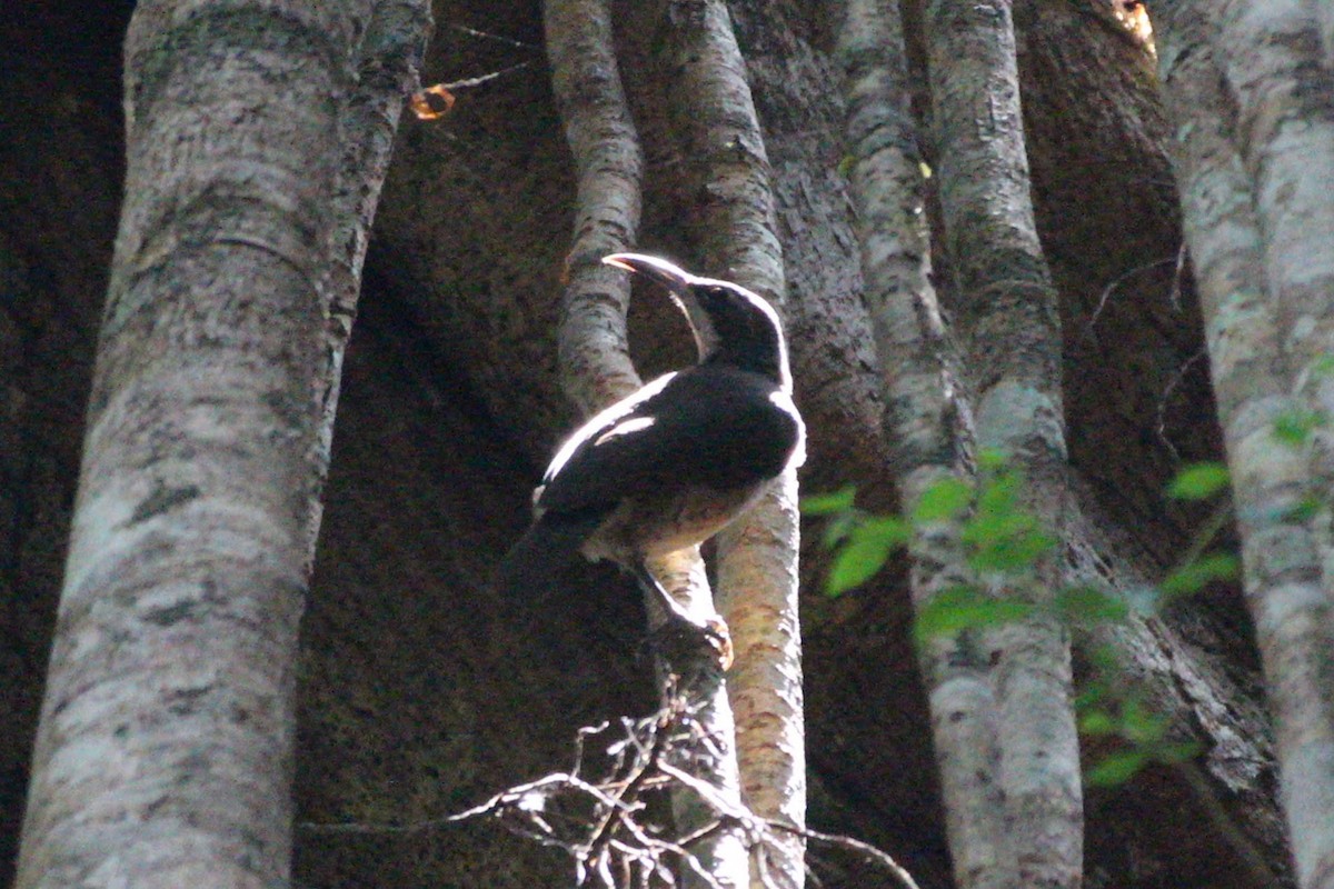 Victoria's Riflebird - ML625430197