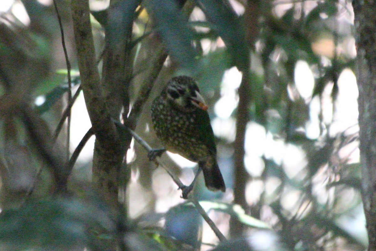 Spotted Catbird - ML625430217