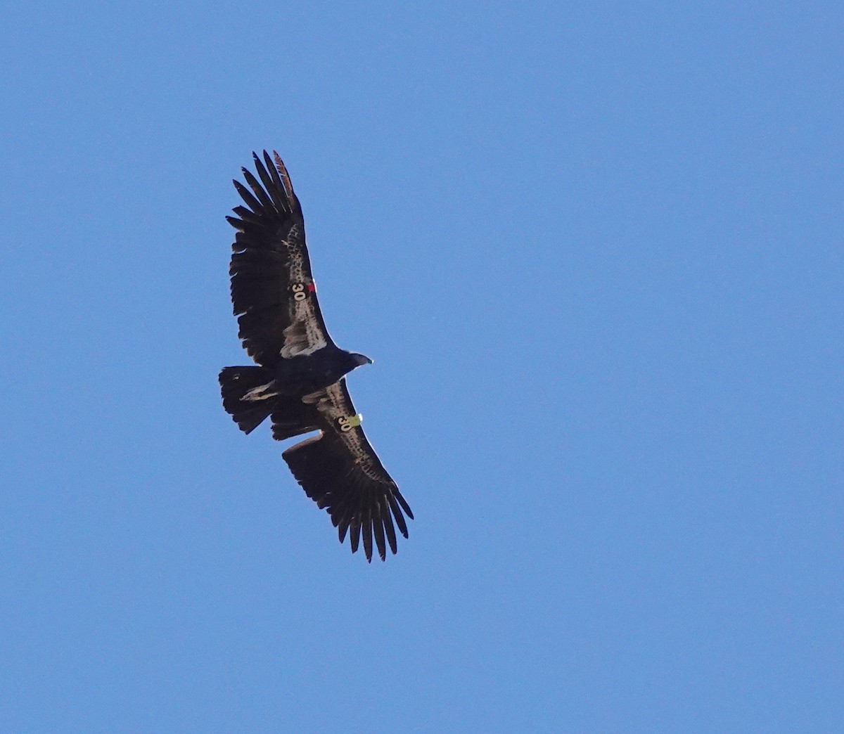 Condor de Californie - ML625430251