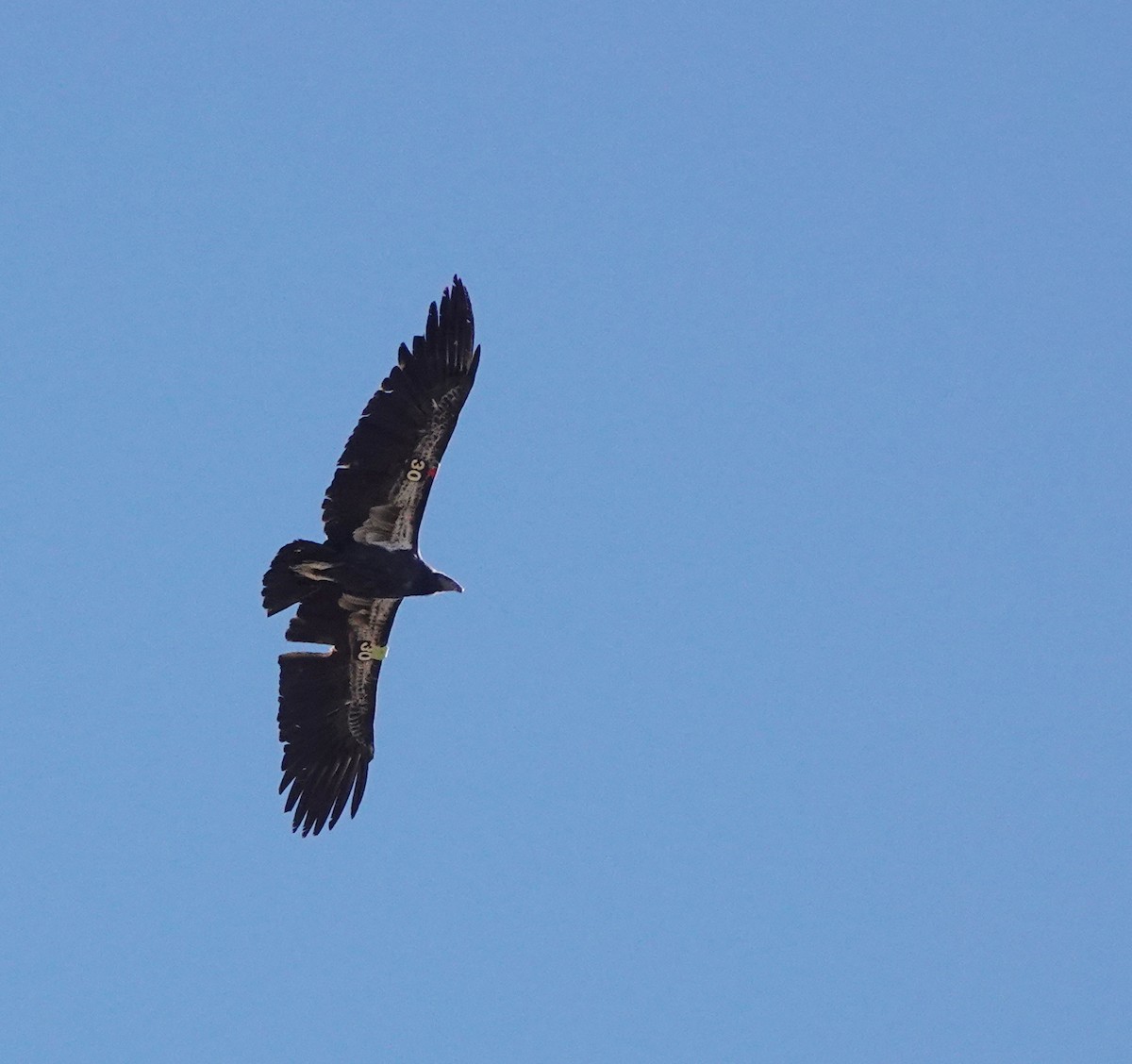 Condor de Californie - ML625430253