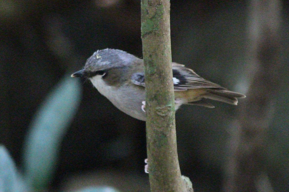 Gray-headed Robin - ML625430259