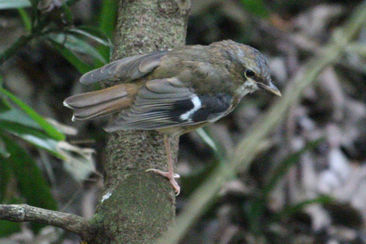 Gray-headed Robin - ML625430260