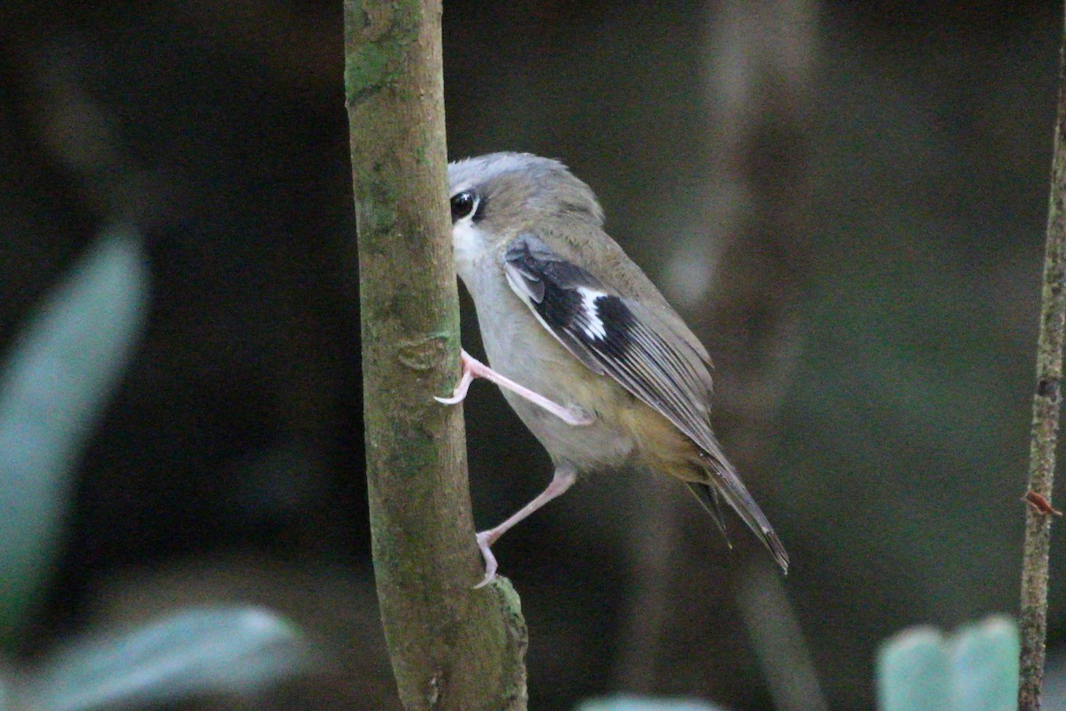 Gray-headed Robin - ML625430261