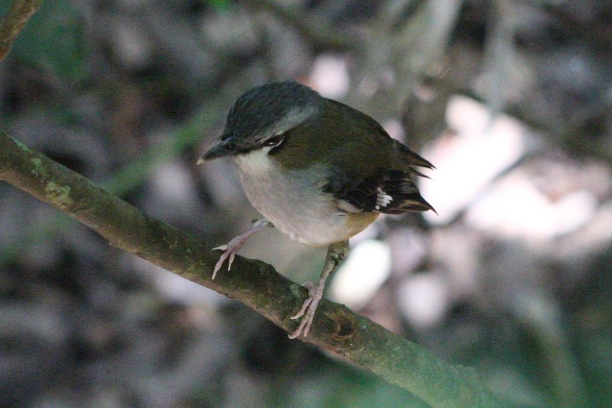 Gray-headed Robin - ML625430262