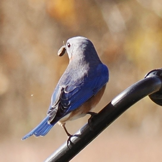 Eastern Bluebird - ML625430290