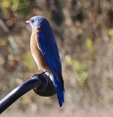 Eastern Bluebird - ML625430291