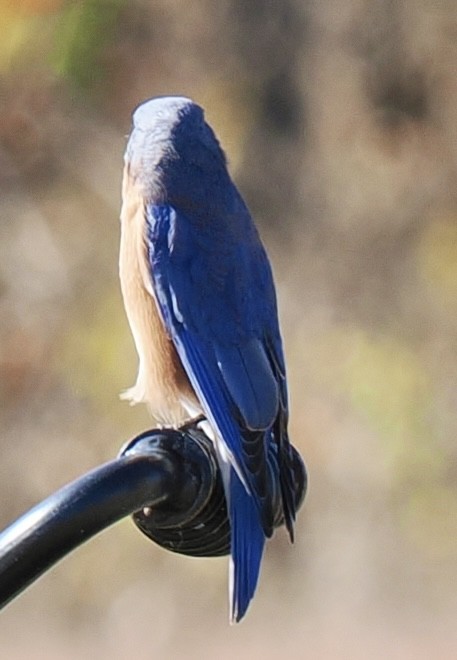 Eastern Bluebird - ML625430292