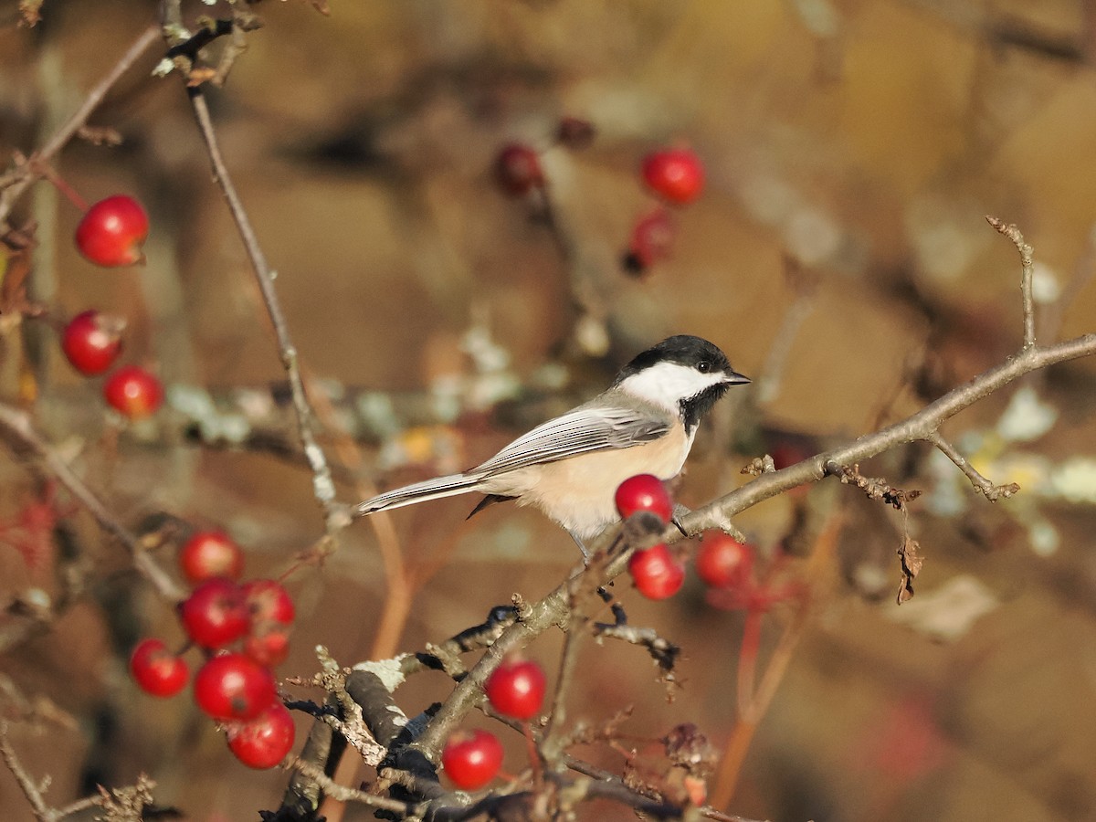 Black-capped Chickadee - ML625430371