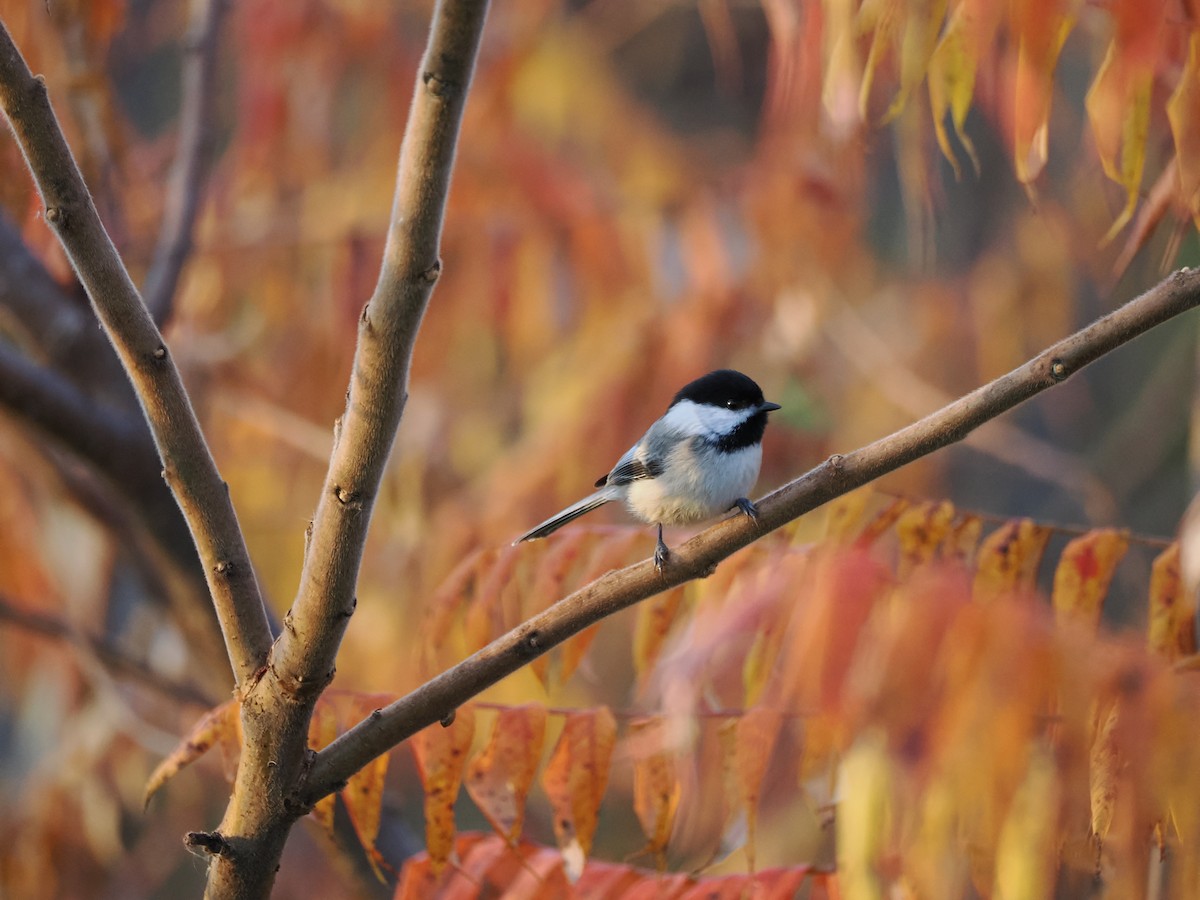 Black-capped Chickadee - ML625430372