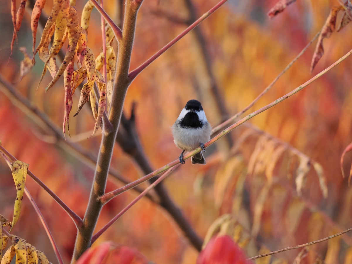 Black-capped Chickadee - ML625430373