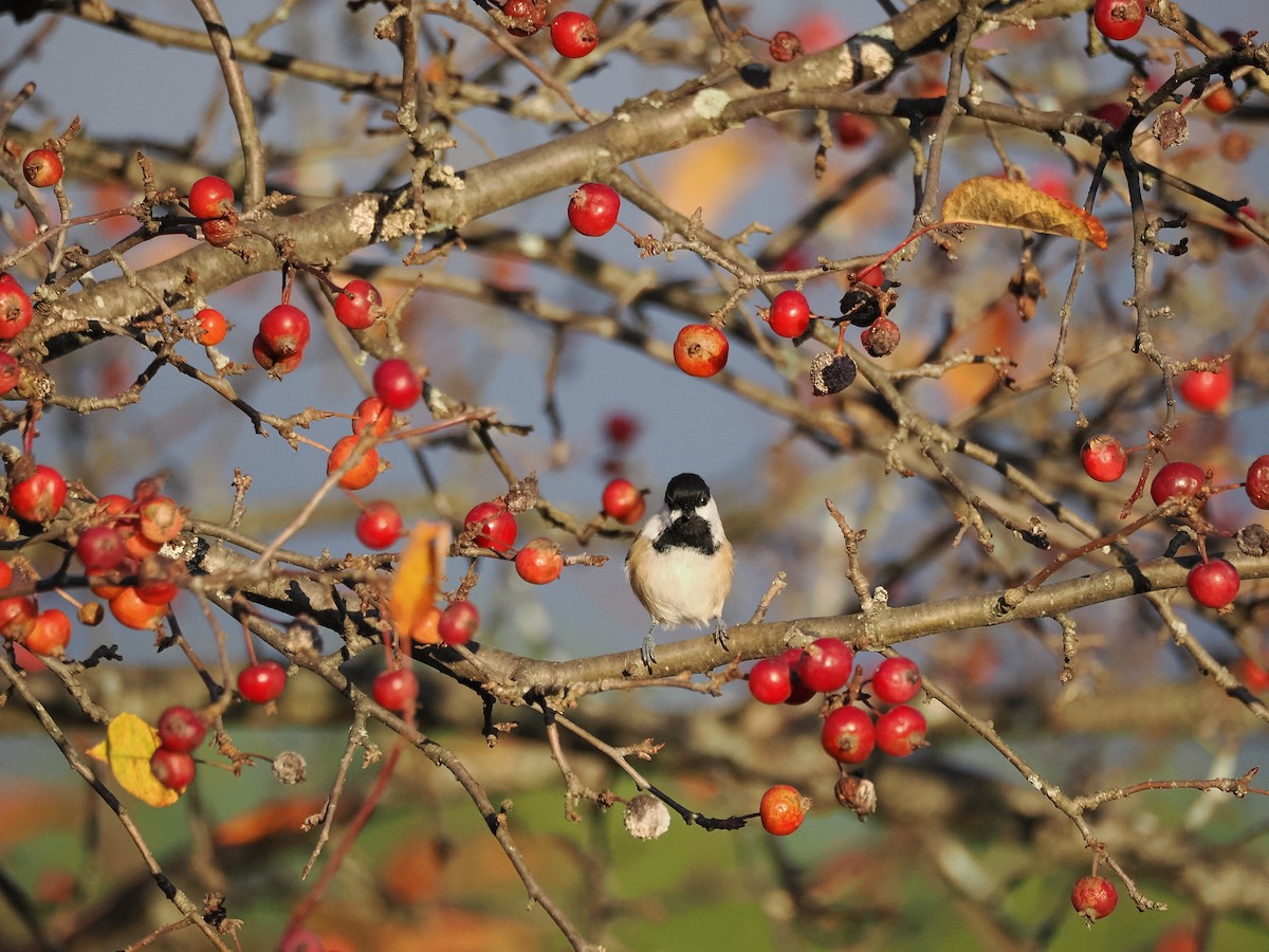 Black-capped Chickadee - ML625430374