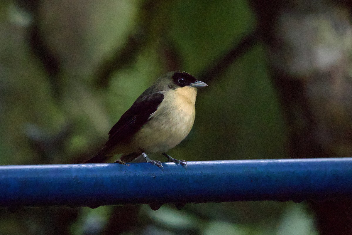 Black-goggled Tanager - ML625430399