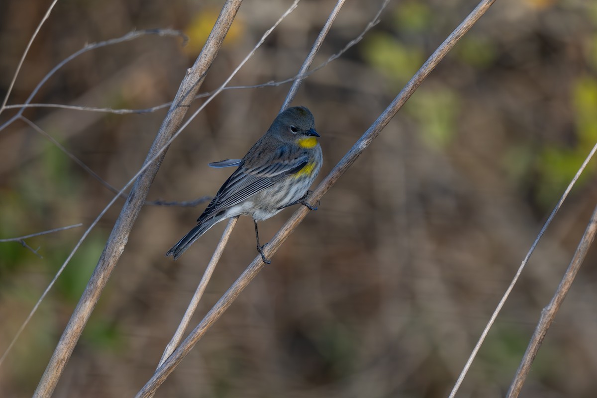 Yellow-rumped Warbler (Myrtle) - ML625430401