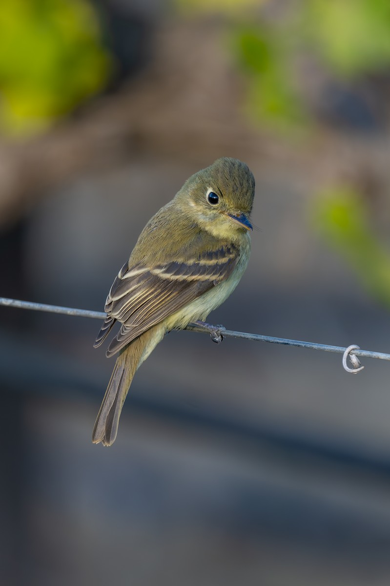 Western Flycatcher - ML625430407