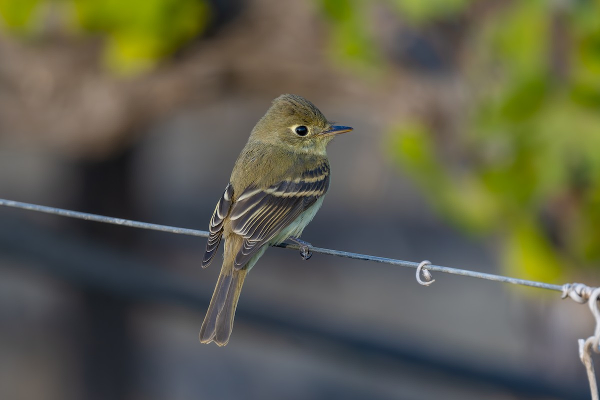 Western Flycatcher - ML625430408