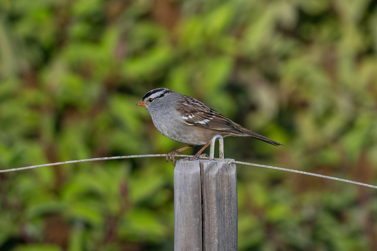 White-crowned Sparrow - ML625430426