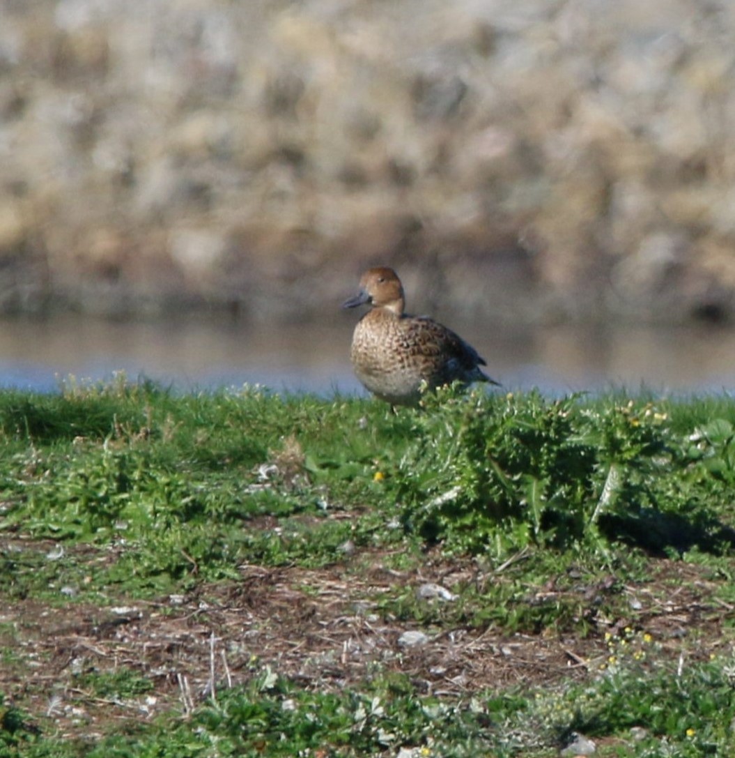 Canard pilet - ML625430488